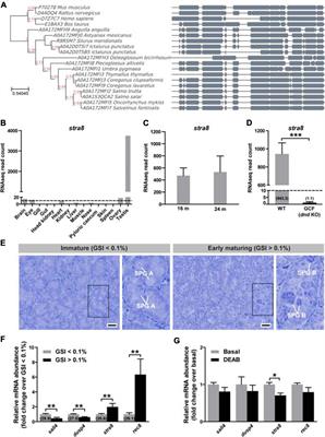 Loss of stra8 Increases Germ Cell Apoptosis but Is Still Compatible With Sperm Production in Atlantic Salmon (Salmo salar)